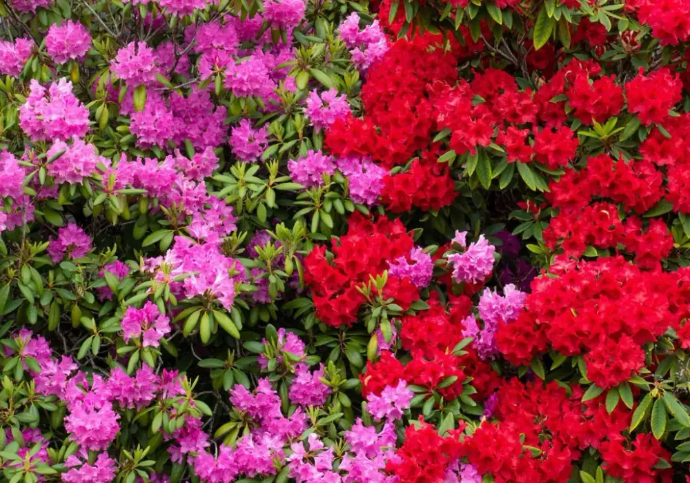 Rododendrony duże sadzonki - Największe i najpiękniej kwitnące