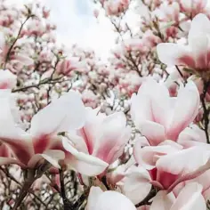 Sadzonki magnolii - Jak kupić duże drzewo magnolii i ile kosztuje 2023