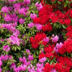 Rododendrony duże sadzonki - Największe i najpiękniej kwitnące